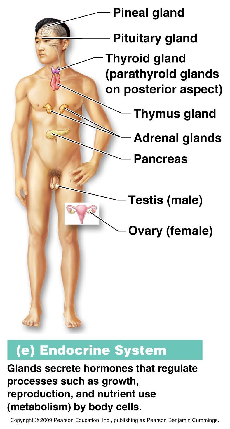 Organ System Overview E. Endocrine System 1.