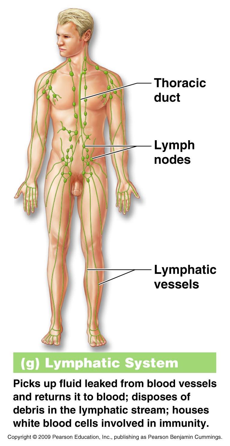 Organ System Overview G. Lymphatic 1. Anatomy - lymph fluid, lymph nodes & lymphatic vessels 2.