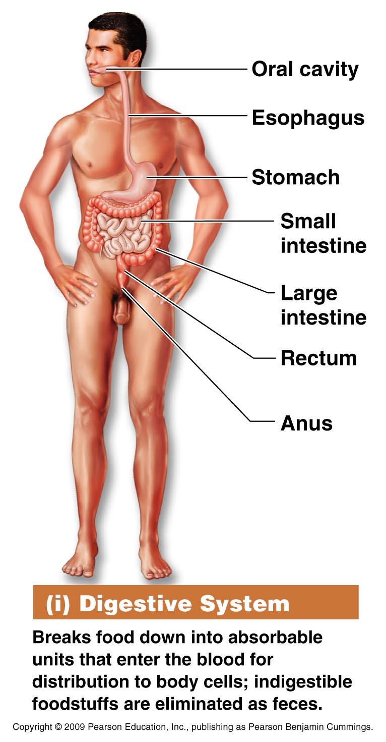 Organ System Overview I. Digestive System 1.