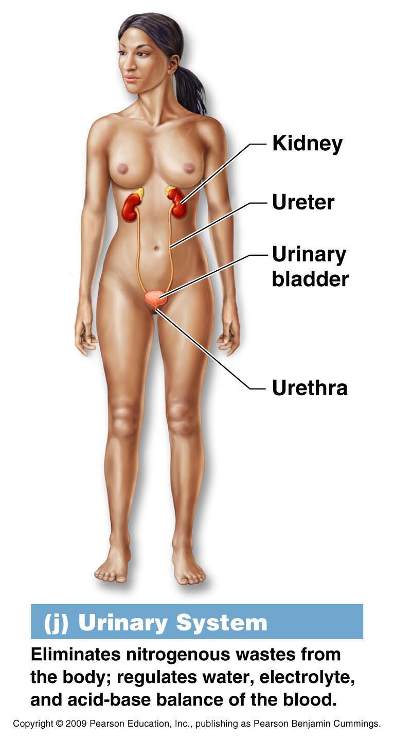 Organ System Overview J. Urinary System 1. Anatomy - kidneys, ureters, bladder & urethra 2.
