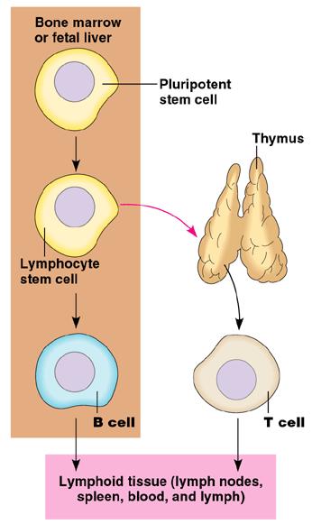 Early lymphocytes are all alike, but they later develop into T cells or B cells, depending on where they continue their maturation.