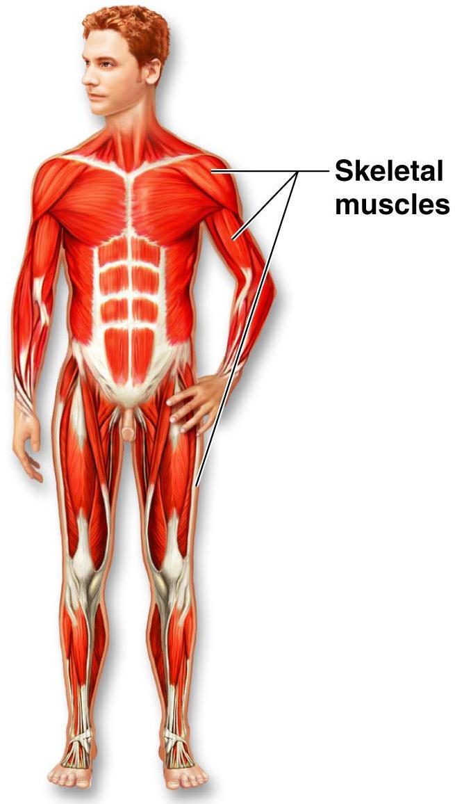 Organ System Overview Muscular Produces