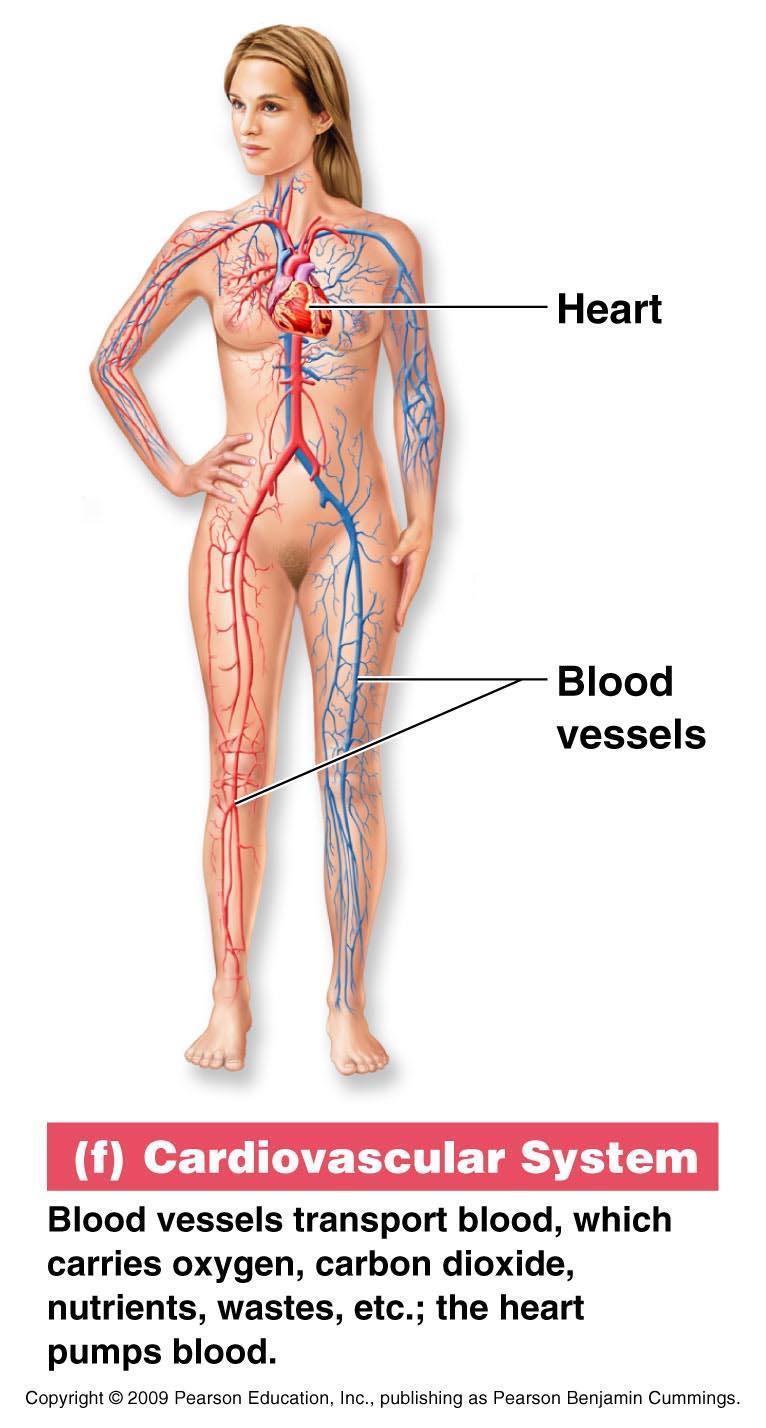 Organ System Overview Cardiovascular System Blood vessels