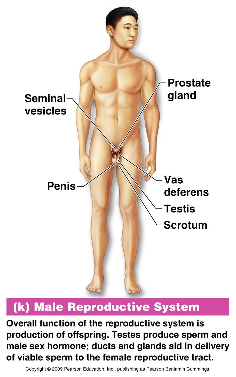 Organ System Overview Male Reproductive System Overall function is to produce offspring Testes produce