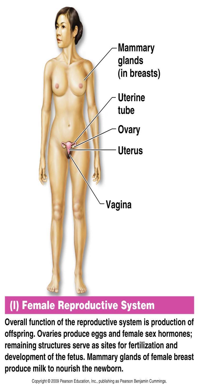 Organ System Overview Female Reproductive System Overall function is production of offspring Ovaries produce eggs and female sex