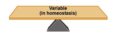Homeostasis Homeostasis maintenance of a stable internal