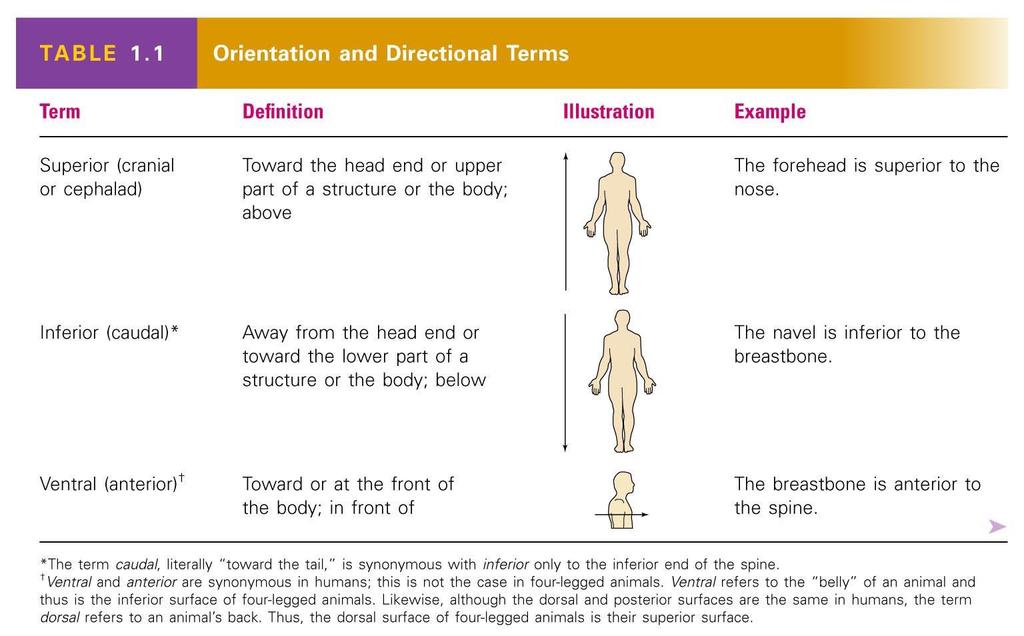 Directional Terms