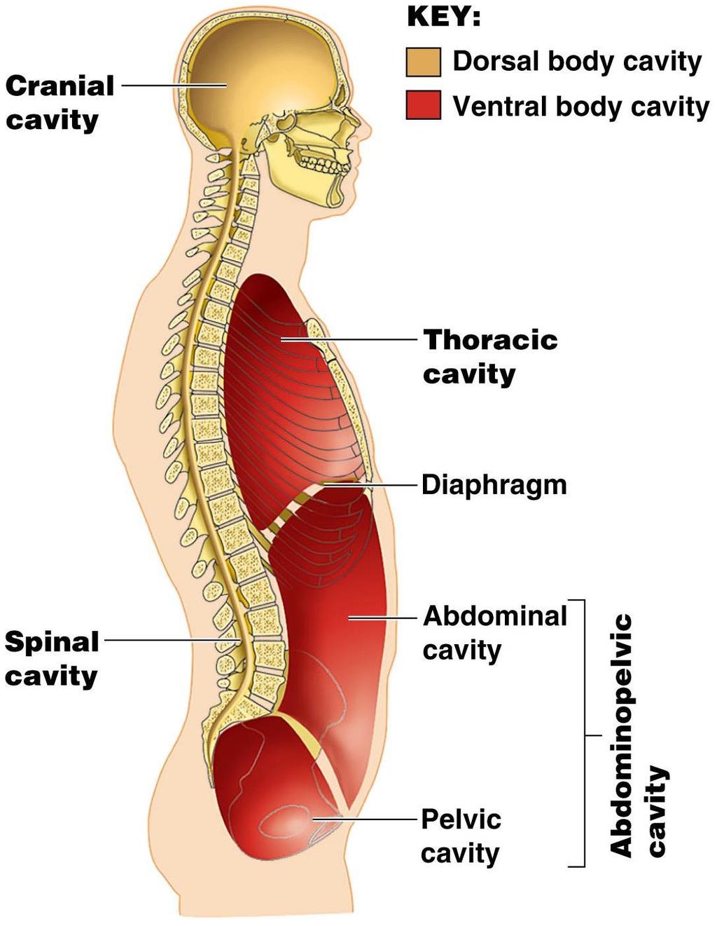Body Cavities Dorsal body cavity Cranial cavity houses the brain Spinal cavity houses the spinal cord Ventral body cavity