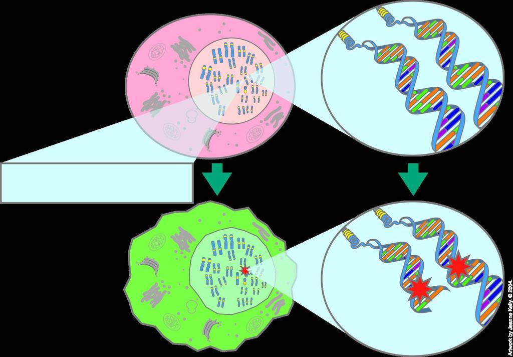 Tumor Suppressor Genes Normal cell Normal genes