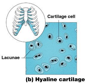 Cartilage Hyaline gristle Most abundant/common Composed of an abundant amount of