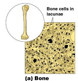Bone (Osseous Tissue) Composed of: Bone cells in lacunae (cavities) Hard matrix of calcium salts Large