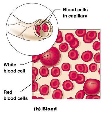 Blood cells surrounded by fluid matrix = plasma Fibers are