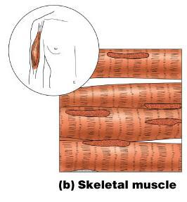 Muscle Tissue Types Skeletal muscle Can be controlled voluntarily Cells attach to connective tissue Cells are striated