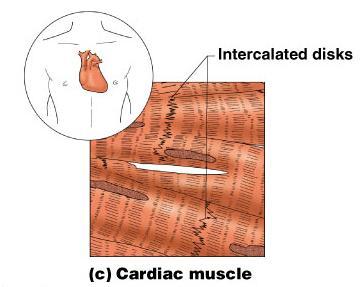 Muscle Tissue Types Cardiac muscle Found only in the heart Function is to pump blood (involuntary) Cells attached to other cardiac muscle cells at