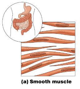 Muscle Tissue Types Smooth muscle Involuntary muscle Surrounds hollow organs Attached to other smooth muscle cells No visible