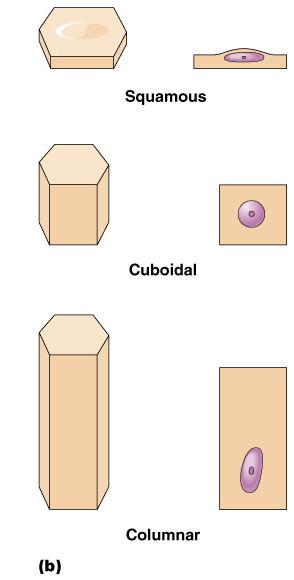 Classification of Epithelium Shape of cells Squamous flattened Cuboidal cube-shaped Columnar