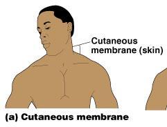 Cutaneous Membrane Cutaneous membrane = skin A dry membrane Outermost protective boundary Superficial epidermis Keratinized stratified squamous