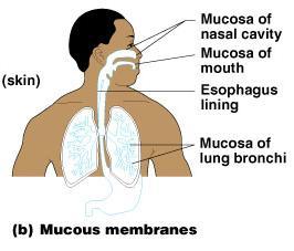 Mucous Membranes Surface epithelium Type depends on site Underlying loose connective tissue (lamina propria) Lines all body cavities that open to the
