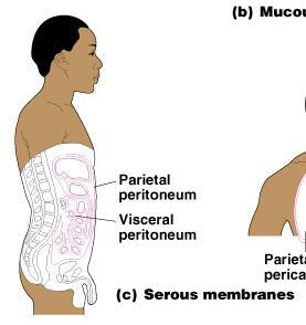 Serous Membranes Surface simple squamous epithelium Underlying areolar connective tissue Lines open body cavities that are closed to the