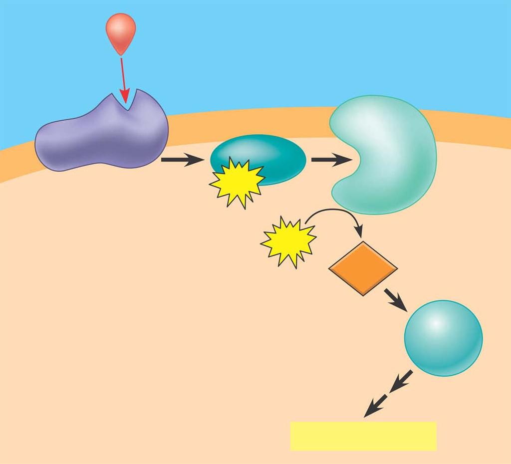 Many G-proteins Trigger the formation of camp, which then acts as a second messenger in cellular pathways First messenger (signal