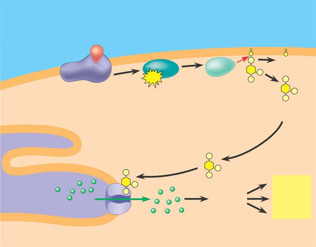 1 A signal molecule binds to a receptor, leading to activation of phospholipase C. 2 Phospholipase C cleaves a plasma membrane phospholipid called PIP 2 into DAG and IP 3.