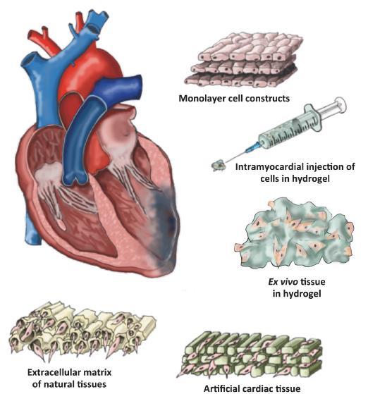 Cardiovascular research: efforts Cellular