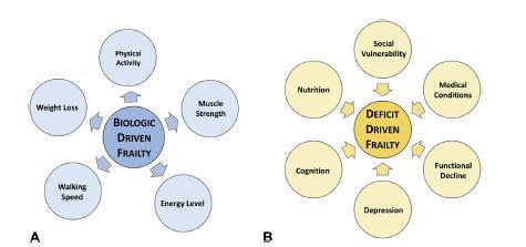 The two main approaches to frailty Fried et al Shared underlying biology Rockwood et al Cumulative burden