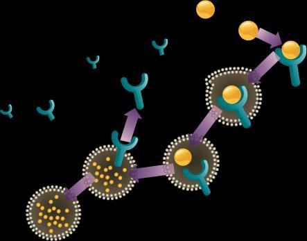 Endosome PCSK9 Self-procession Lysosome LDL Degradation Nucleus Golgi Apparatus Endoplasmic Reticulum (ER) 2013 Amgen Canada