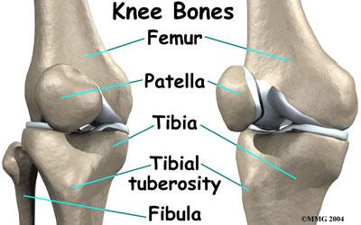 KNEE ANATOMY--OVERVIEW Comprised of four bones Distal femur Proximal tibia Proximal fibula Patella