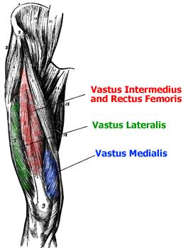 MUSCLE GROUPS Quadriceps muscle group