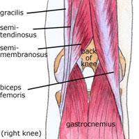 Hamstrings Biceps femoris Semimembranosus Semitendinosus Primary knee