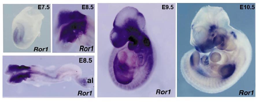 Is Expressed During Embryogenesis Receptor tyrosine kinase-like orphan receptor 1 Evolutionarily conserved, type-i membrane protein Has a tyrosine-kinase-like