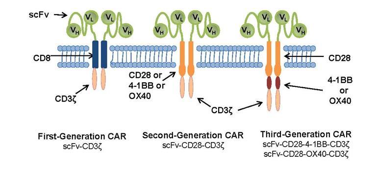 Chimeric Antigen Receptors (CAR) 4-1BB (CD137)