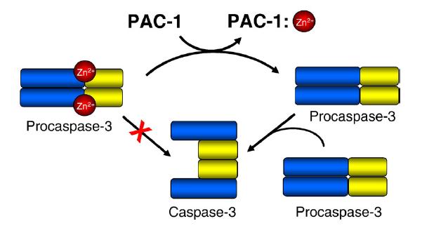 Figure 3: Prcaspase 3 activation role of zinc and PAC 1 mediated activation Inactive enzyme Active enzyme Modified from Publication Journal of Molecular Biology,