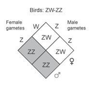 Sex determination in birds: Female birds have two different sex chromosomes designated asz and W. Male birds have two similar sex chromosomes and called ZZ.