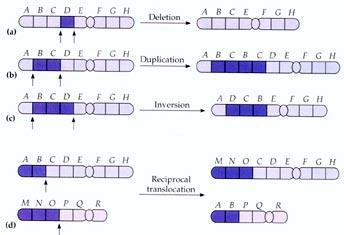 MUTATION: Mutation is a phenomenon which results in alteration of DNA sequences and consequently results in changes in the genotype and phenotype of an organism.