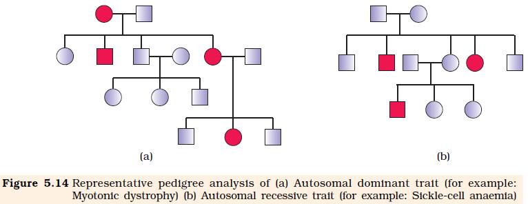 Autosomal recessive: Unaffected parents can have affected offspring Traits controlled by recessive genes and Appear only when homozygous Both male and female equally affected Traits may skip