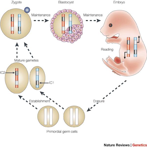 Excep1ns t the standard chrmsme thery Tw nrmal excep6ns t Mendelian gene6cs Sme genes lcated in the nucleus 2-3 dzen traits dependent upn gender f parent Genes lcated utside the nucleus Organelle