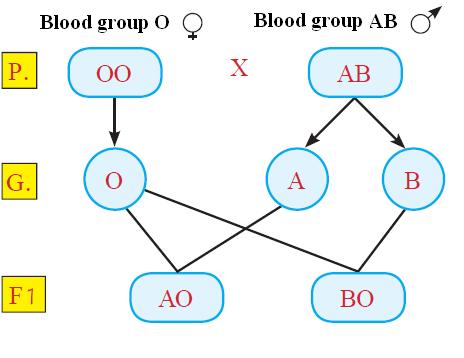 Blood group A B AB O Genotype (genetic structure) AA or AO BB or BO AB OO - Complete dominance: Both of genes (A) and (B) dominate over gene (O) - Lack of dominance: There is no dominance between