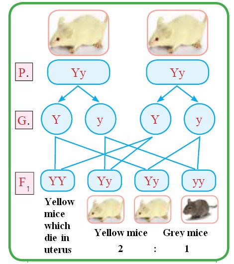 Yellow colour gene in mice Bulldog race in cows) 2- Recessive lethal genes: (Ex.