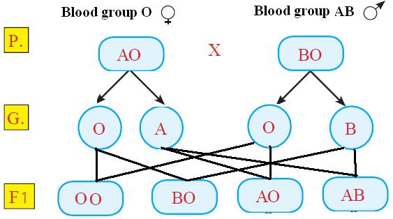2- Rhesus factor is a kind of antigens which exist on the surfaces of red blood cells of 85% of humans, its inheritance is controlled by 3 pairs of genes which exist on one chromosome pair.