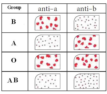 own blood group, and (O) group has no antigens and