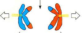 Prophase stage I Homologous chromosomes approach to each other forming Tetrad, which consists of 4 chromatids.