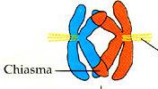 Crossing over Anaphase I stage Pairs of homologous chromosomes separate from each other after crossing over