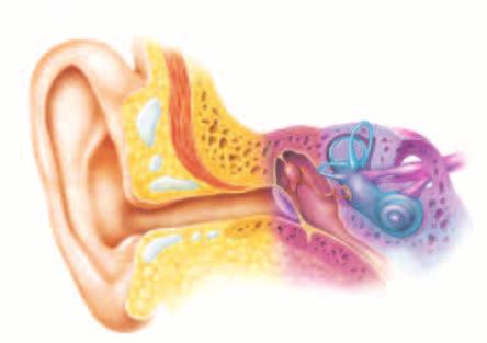 Hearing and the Ear The ear is a complex organ that can detect a wide range of sounds. You may think that the ear is just the structure that you see on the side of your head.