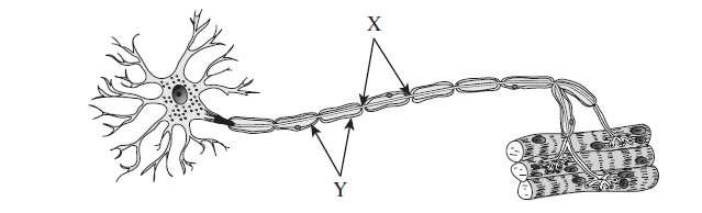 22. The structures labelled X are the A. neurons. B. cell bodies. C. Schwann cells. D. nodes of Ranvier. The cells labelled Y make up a structure that functions to A. insulate the axon. B. release calcium ions.