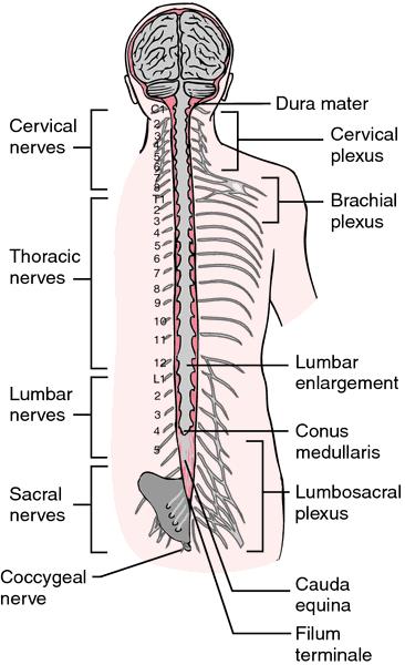 EXTERNAL ANATOMY OF THE SPINAL CORD o Flattened cylinder; 16-18 Inches long & 3/4 inch diameter o In adult ends at L2; in newborn ends at L4; growth of cord stops at age 5 o Begins as a continuation