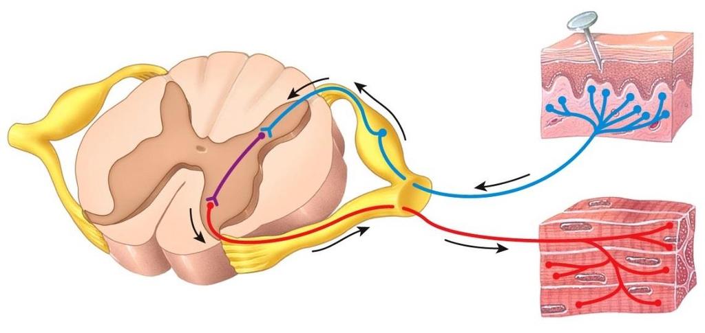 o 5 components: REFLEX ARC 1. Sensory receptor responds to stimulus 2. Sensory neuron conducts nerve impulse from receptor to integrating center 3.