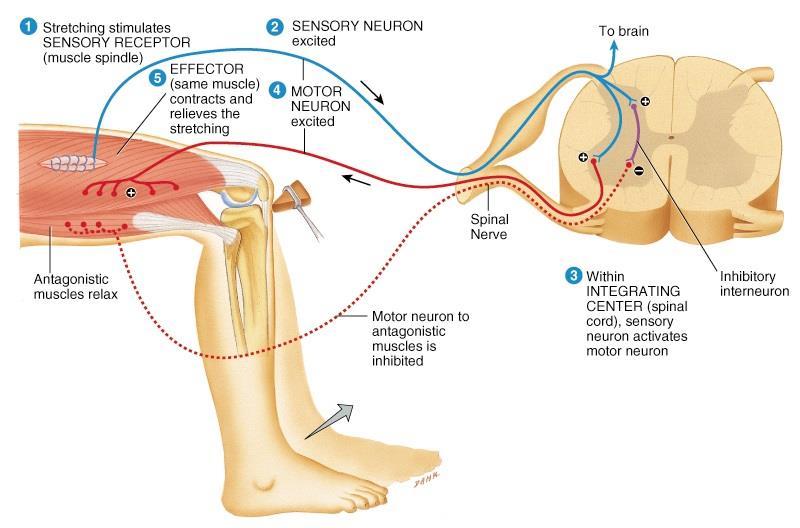 Stretch (Patellar) Reflex Signal Reflex arc type Reciprocal innervation muscle spindle signals stretch of muscle Monosynaptic, ipsilateral Polysynaptic; interneuron antagonistic muscles relax as
