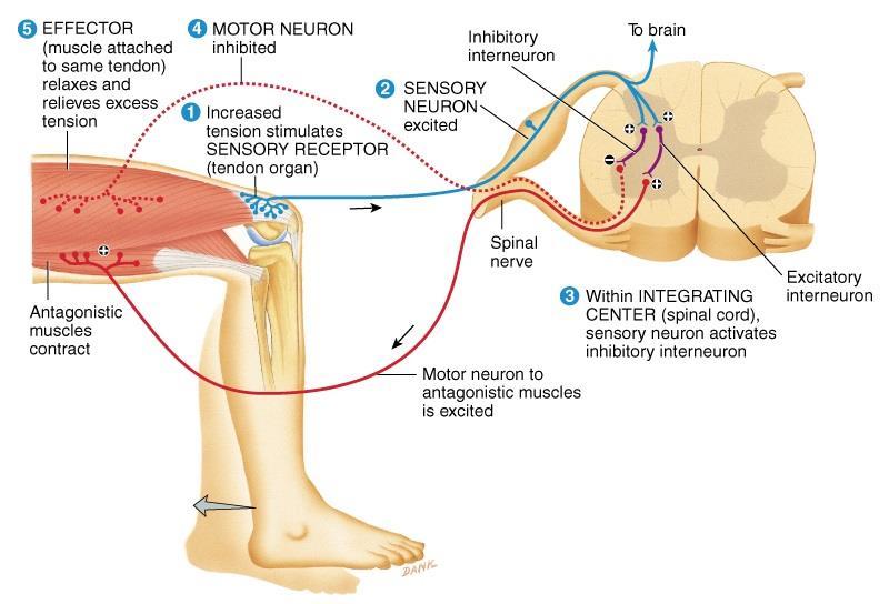 Tendon Reflex Signal Reflex arc type Reciprocal innervation stretching of tendon Polysynaptic ipsilateral Polysynaptic; interneuron contraction of ipsilateral muscle group Effect Inhibitory neuron is